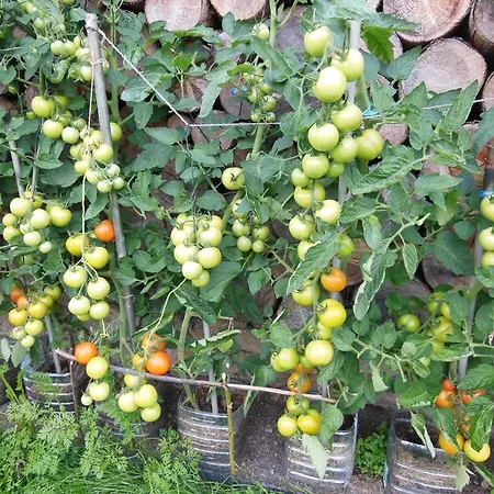 Prázdninový dům Domeček U Terčina údolí Nové Hrady